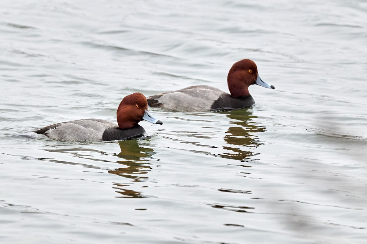 Redhead - ML647263283
