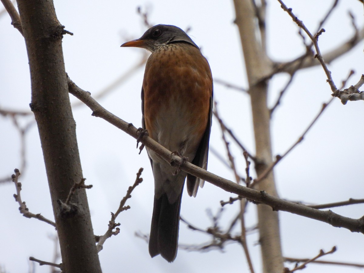 drozd rezavohřbetý - ML647263290