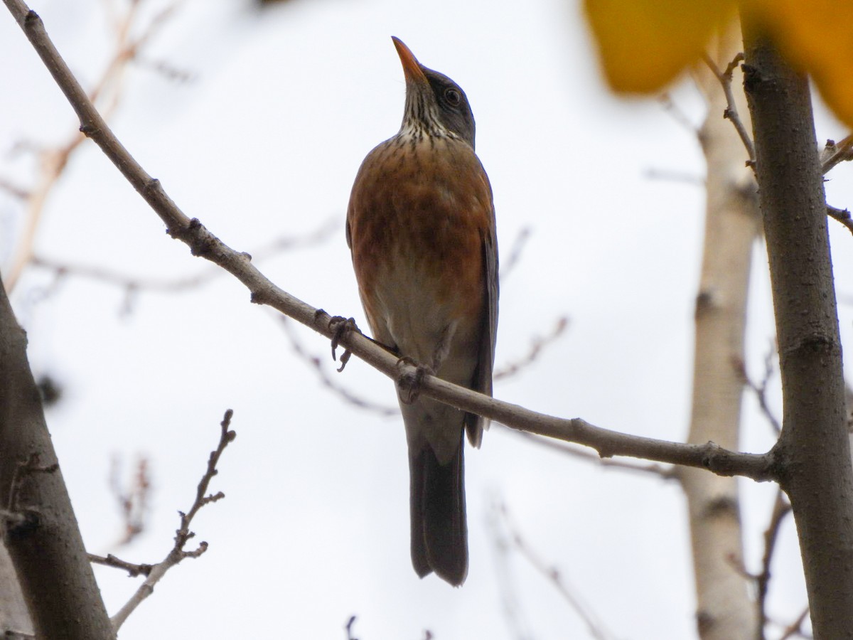 drozd rezavohřbetý - ML647263292