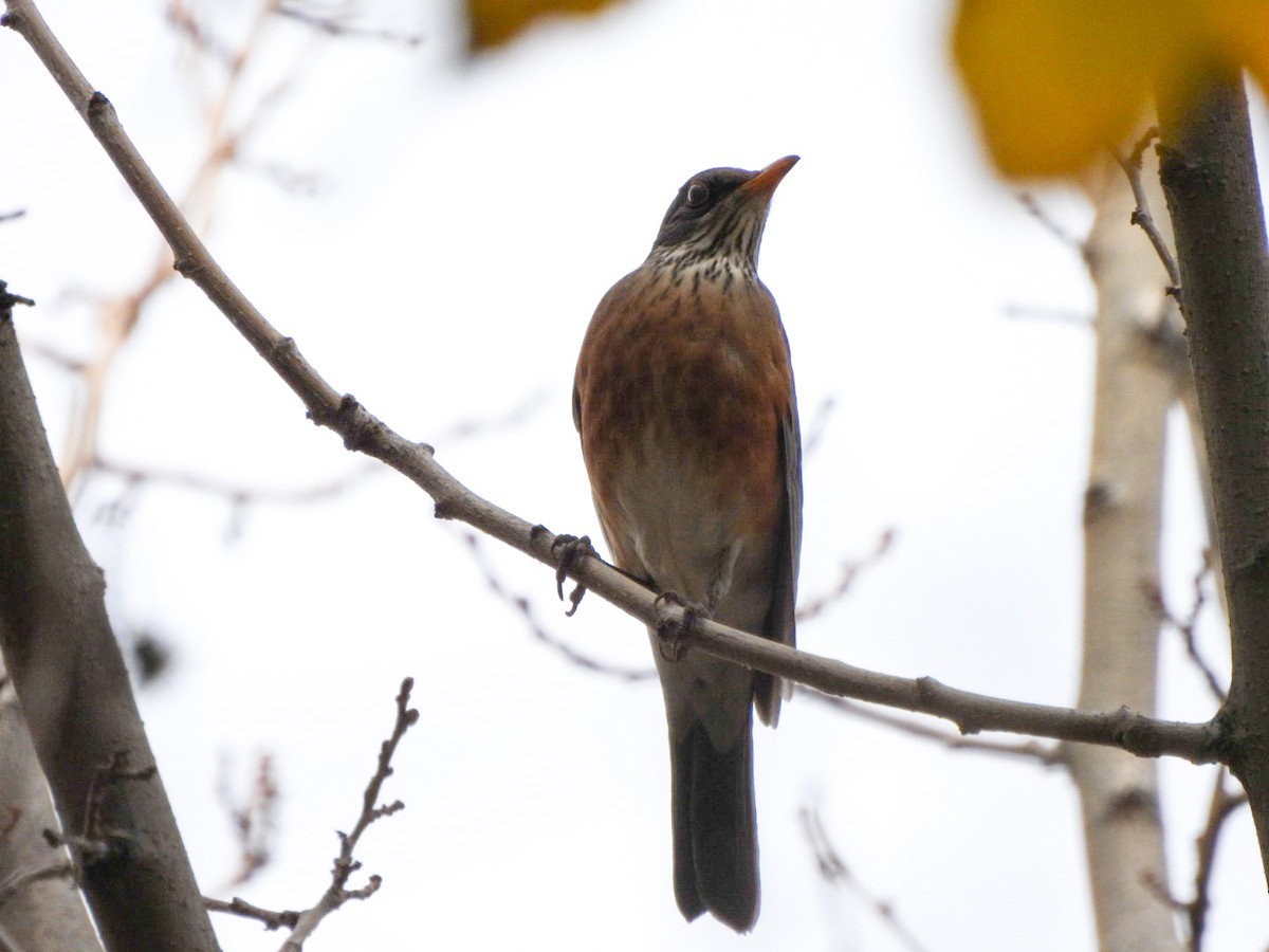 drozd rezavohřbetý - ML647263294