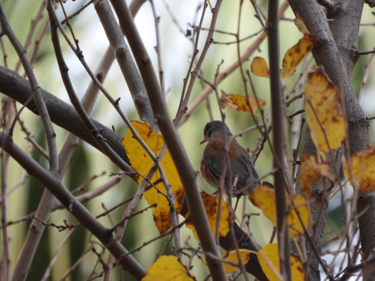 drozd rezavohřbetý - ML647263295