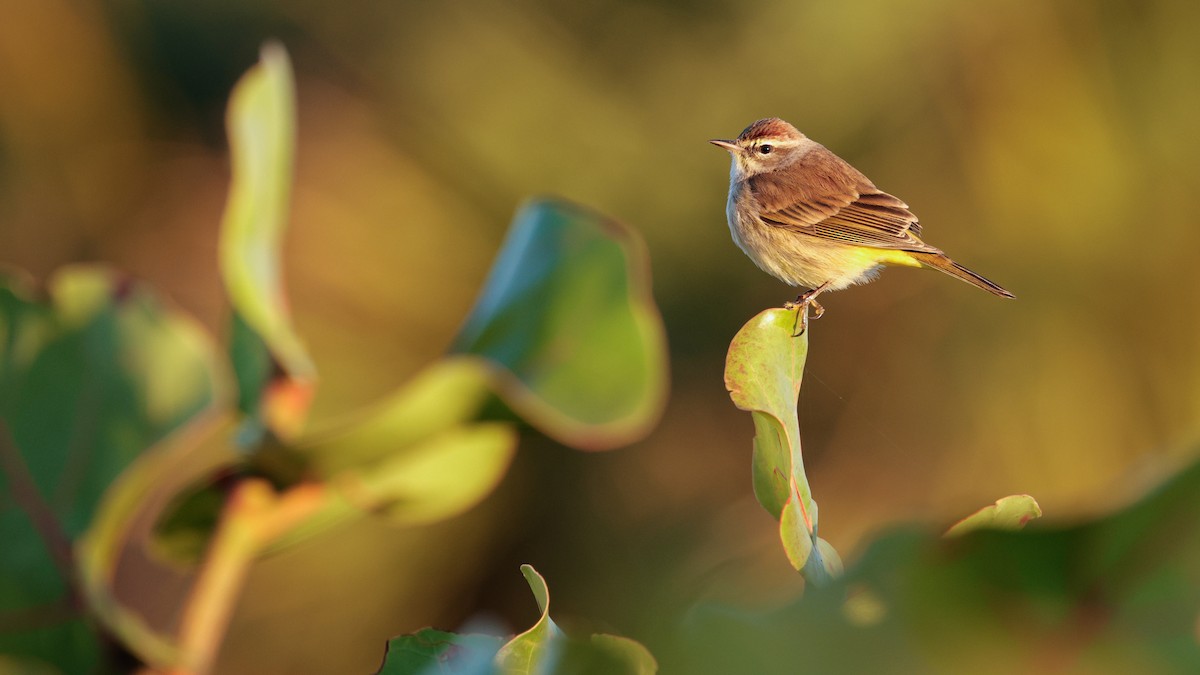 Palm Warbler - ML647263304