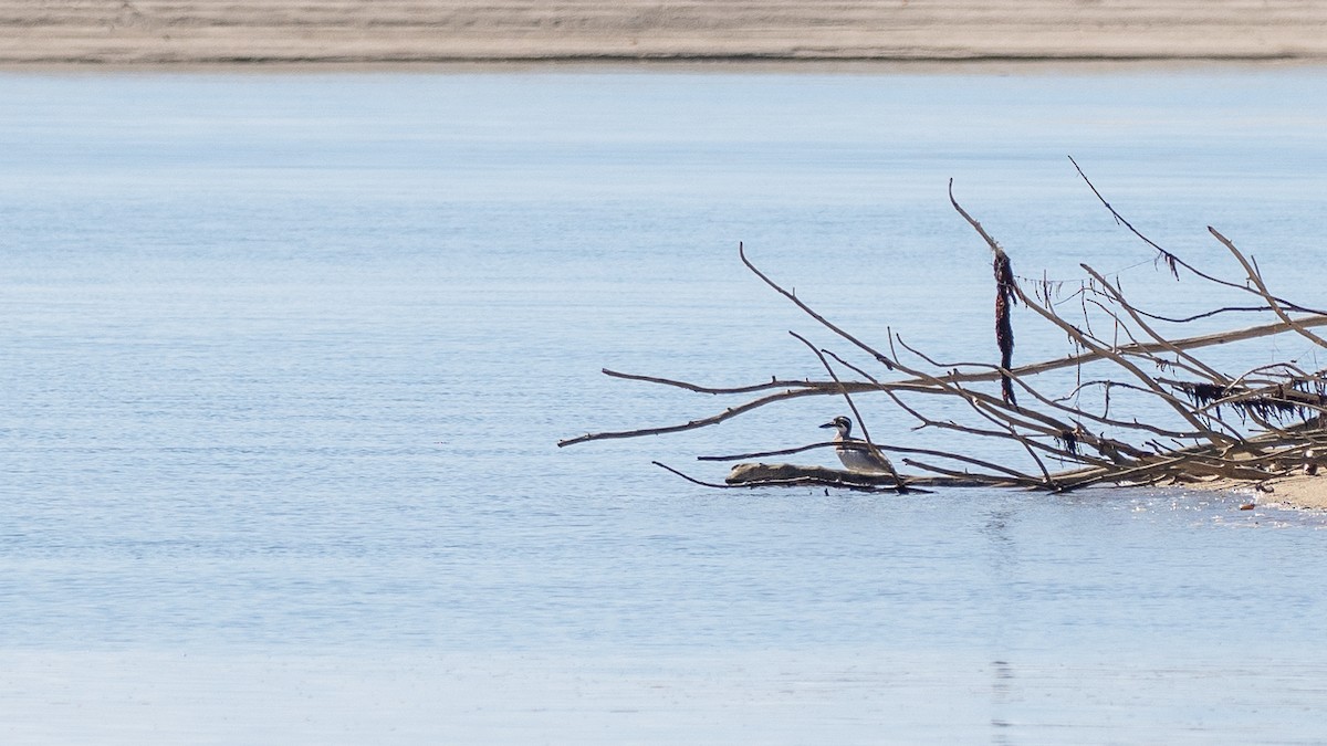 Beach Thick-knee - ML647263305