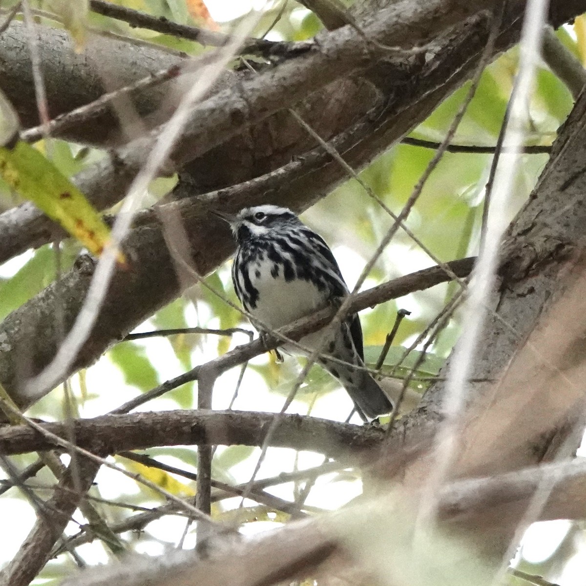 Black-and-white Warbler - ML647263306