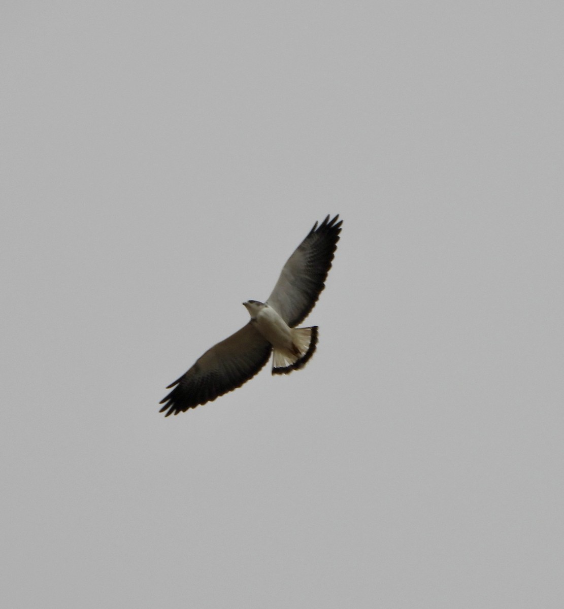 White-tailed Hawk - ML647263314