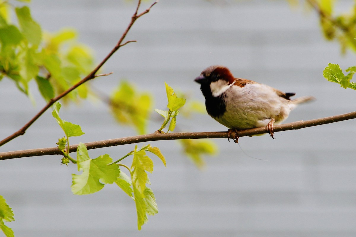House Sparrow - ML647263324