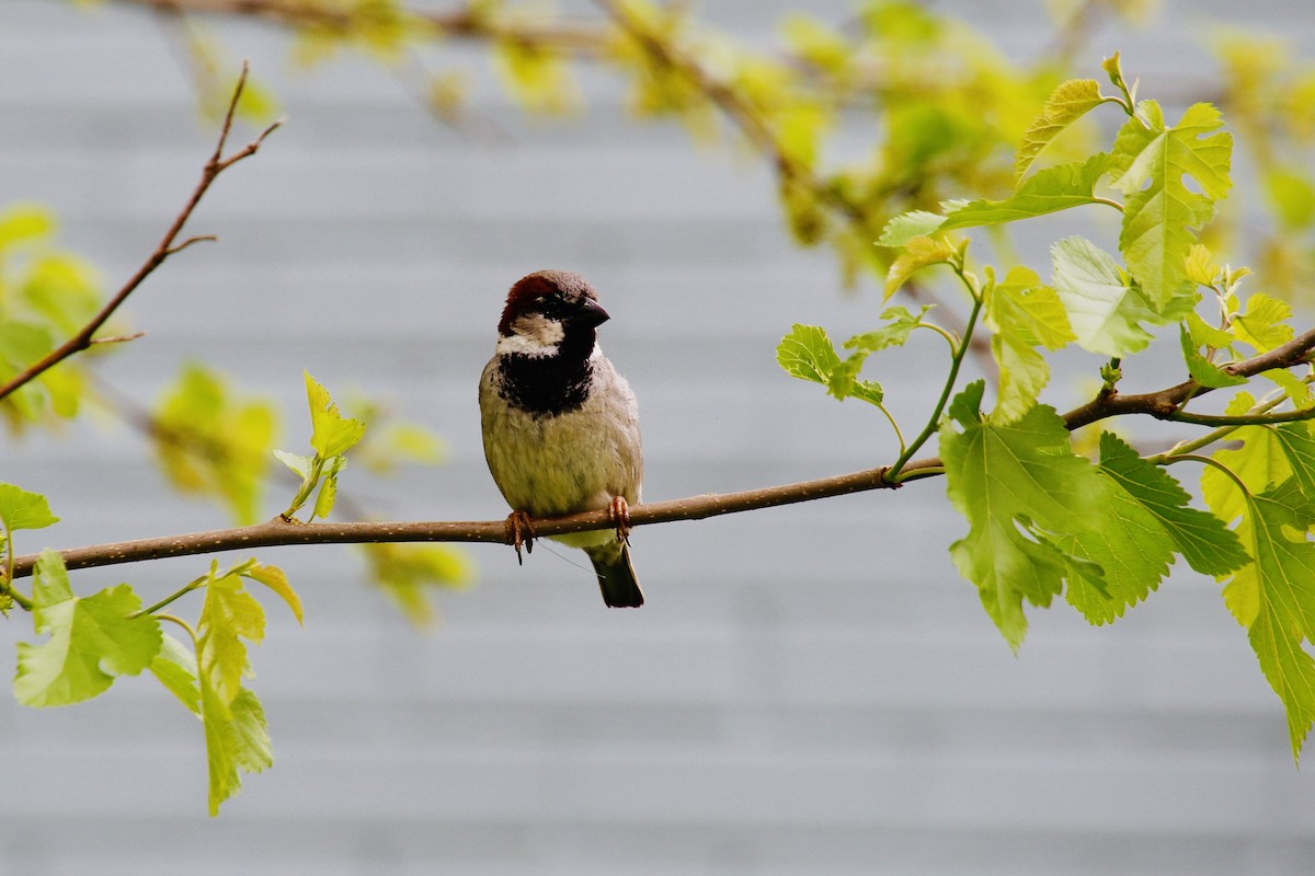 House Sparrow - ML647263325