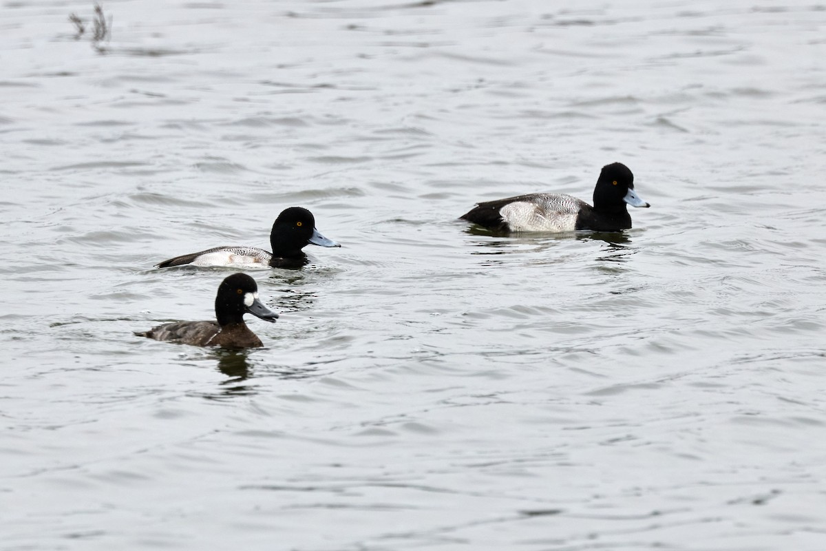 Lesser Scaup - ML647263326