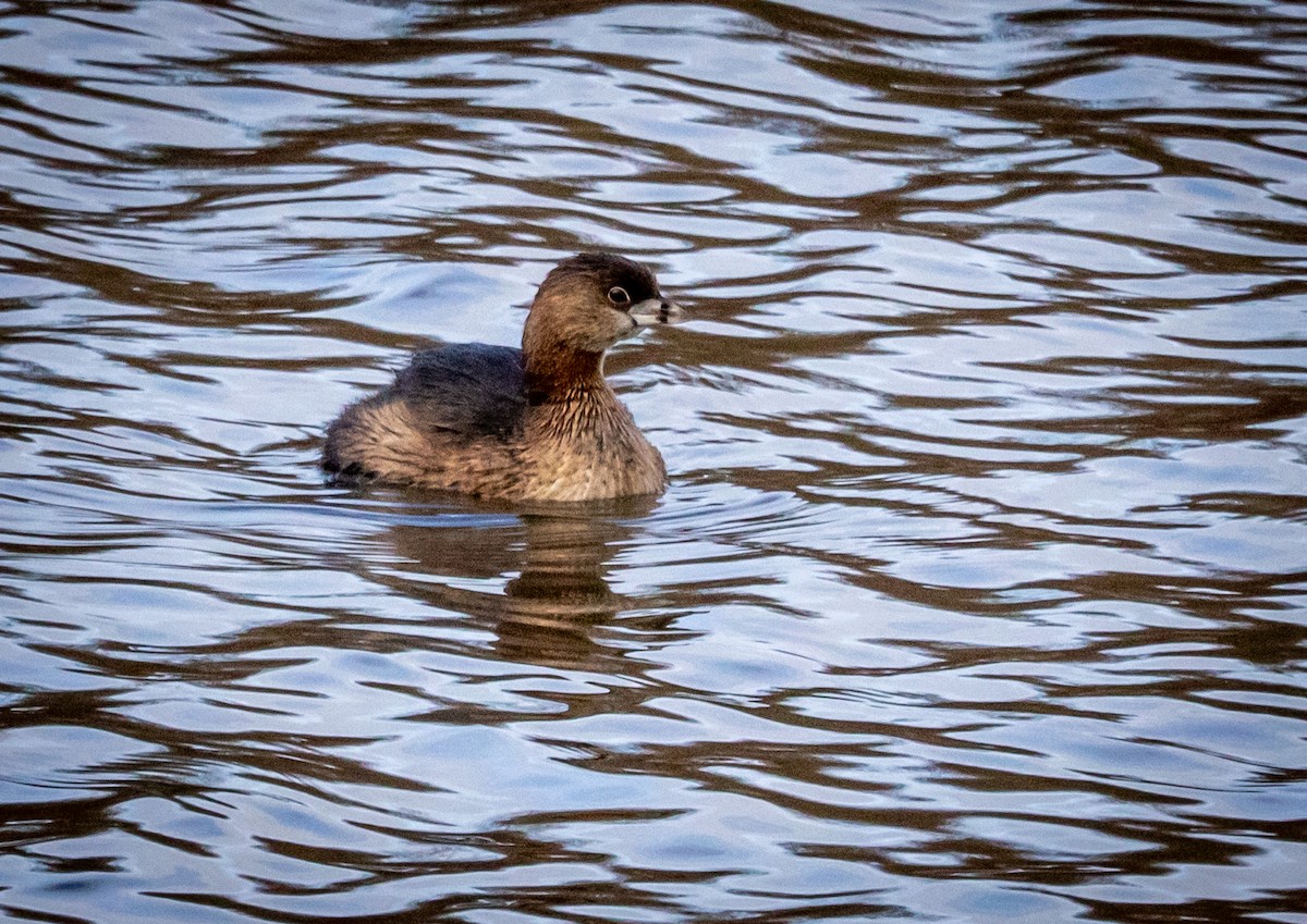 Pied-billed Grebe - ML647263330