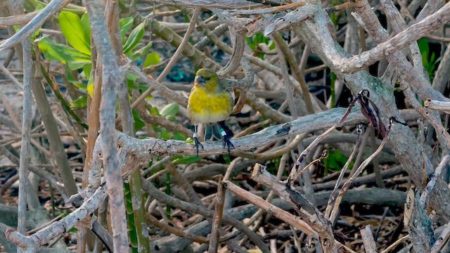 Laysan Finch - ML647263334