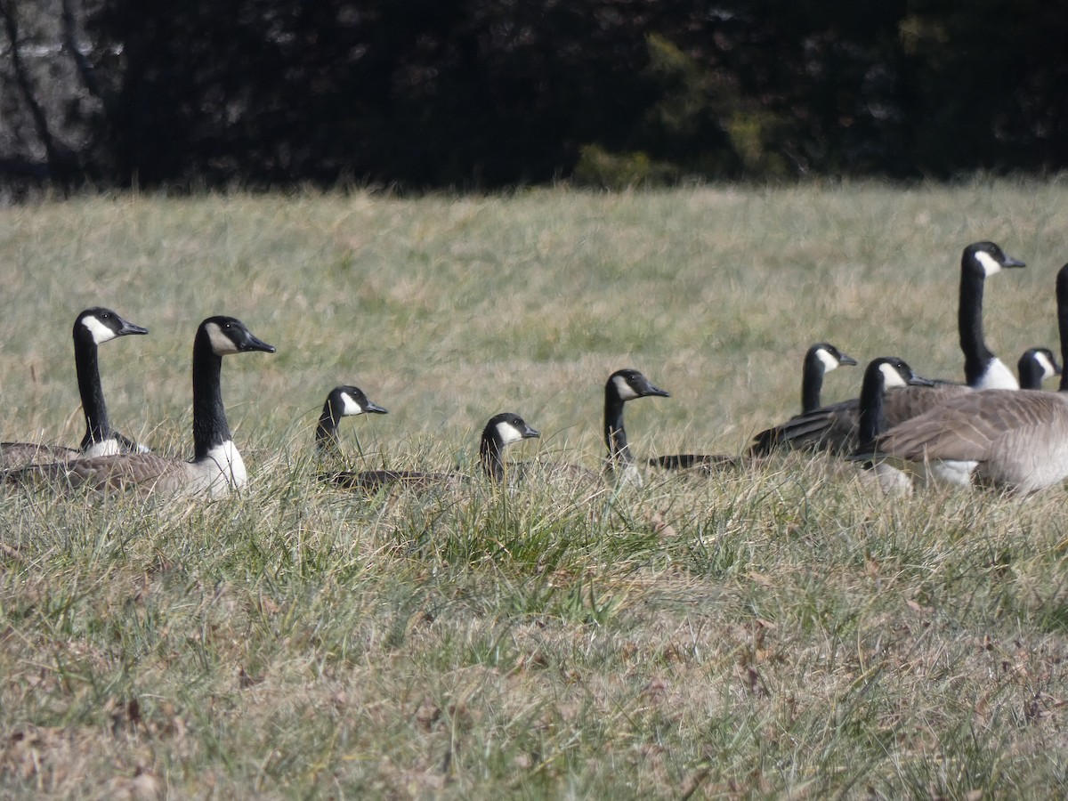 polargås - ML647263338