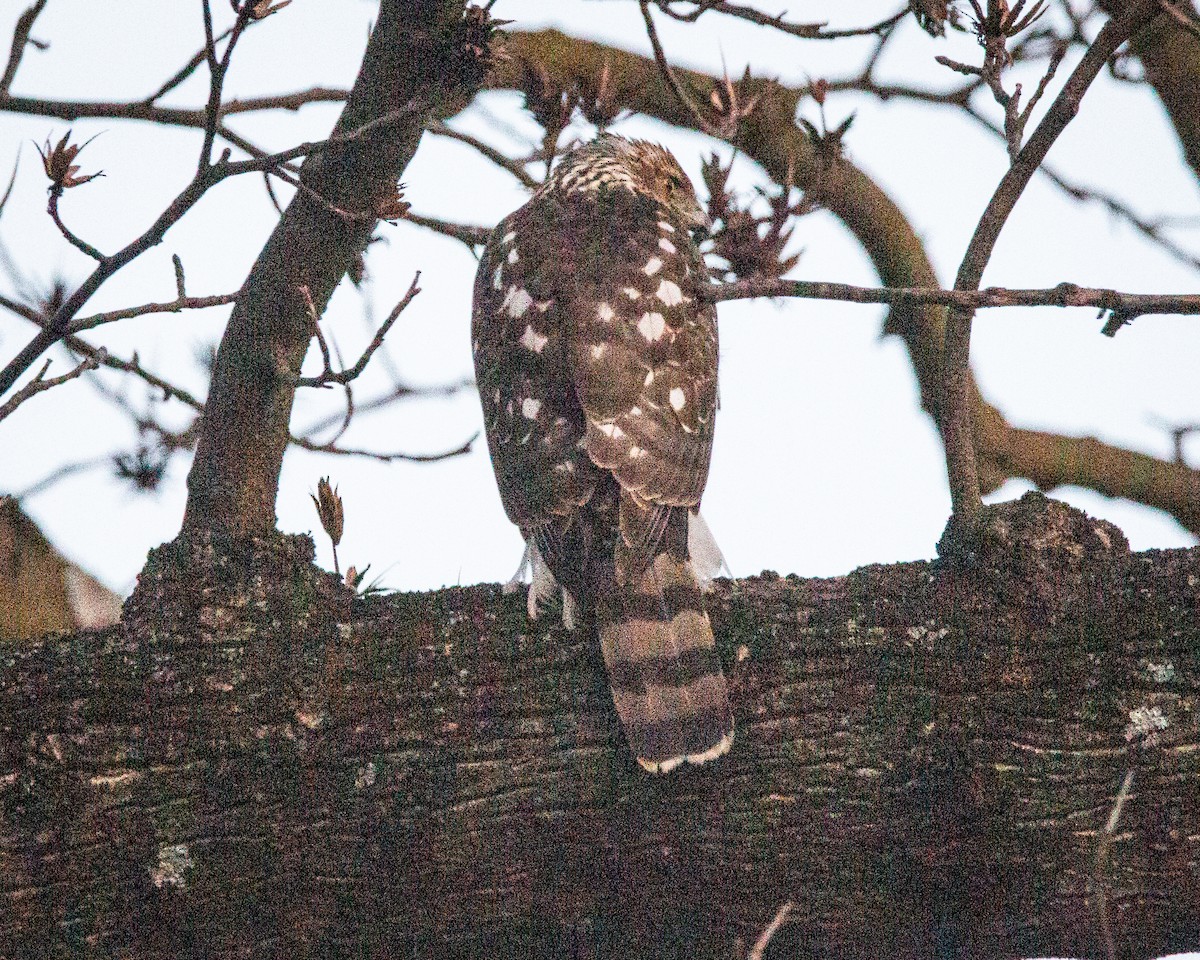 Cooper's Hawk - ML647263340