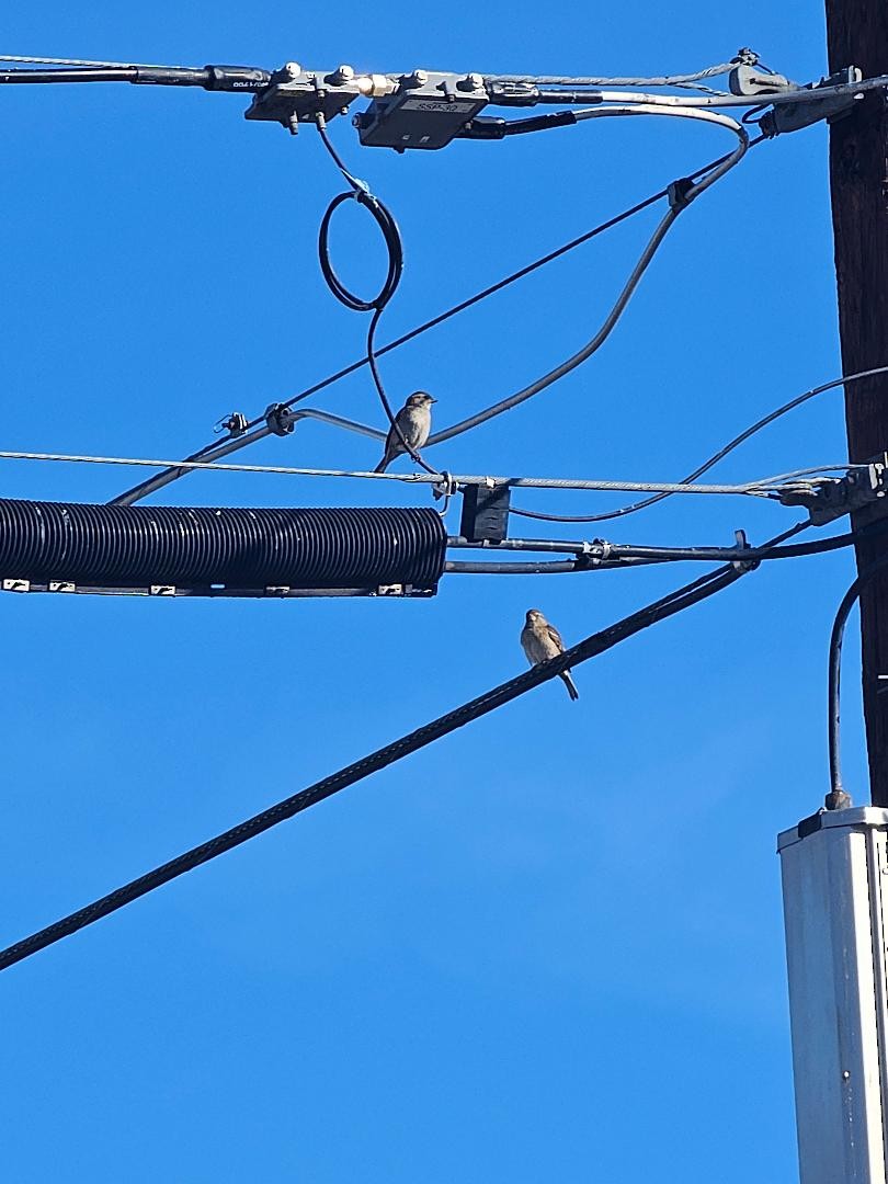 House Sparrow - ML647263341