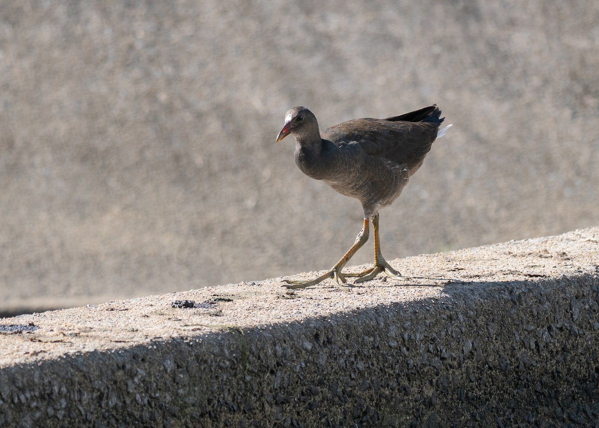 Dusky Moorhen - ML647263343