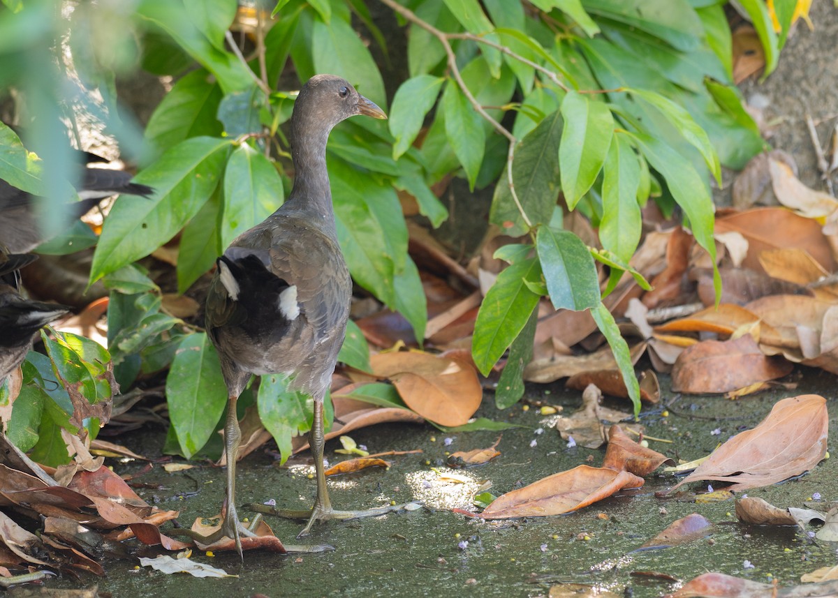 Dusky Moorhen - ML647263344
