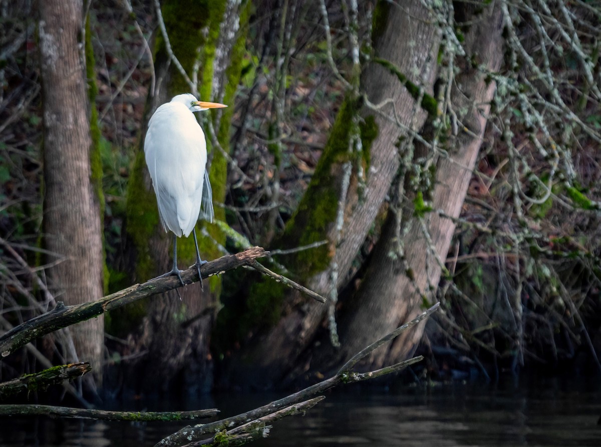 Great Egret - ML647263345