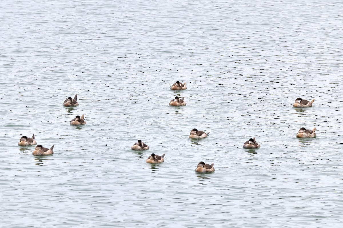 Ruddy Duck - ML647263366