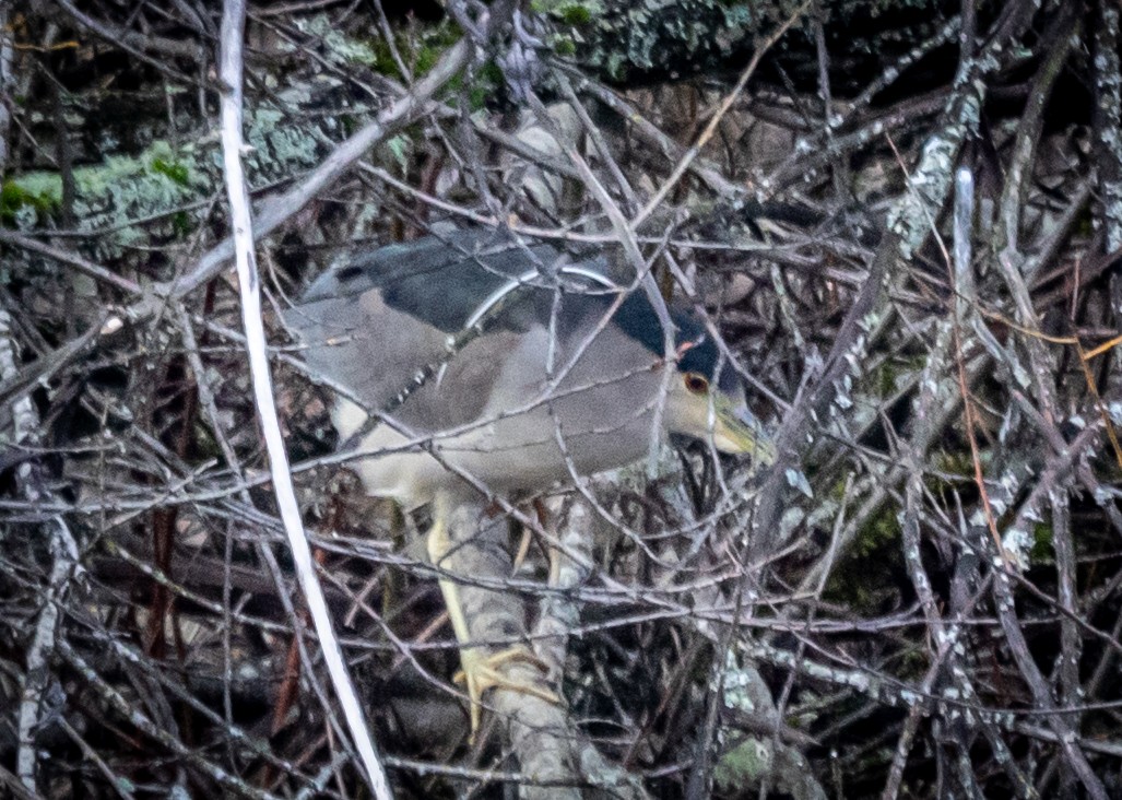 Black-crowned Night Heron - ML647263369