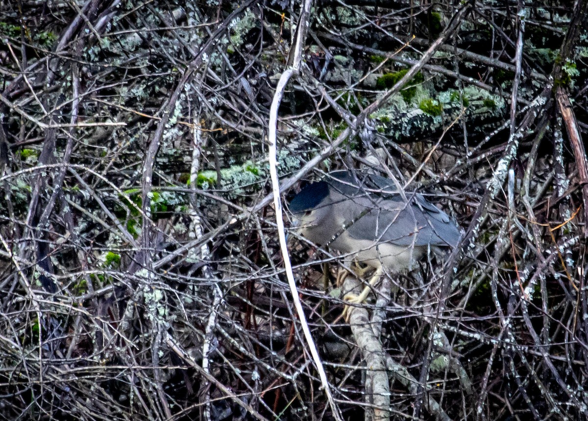 Black-crowned Night Heron - ML647263370