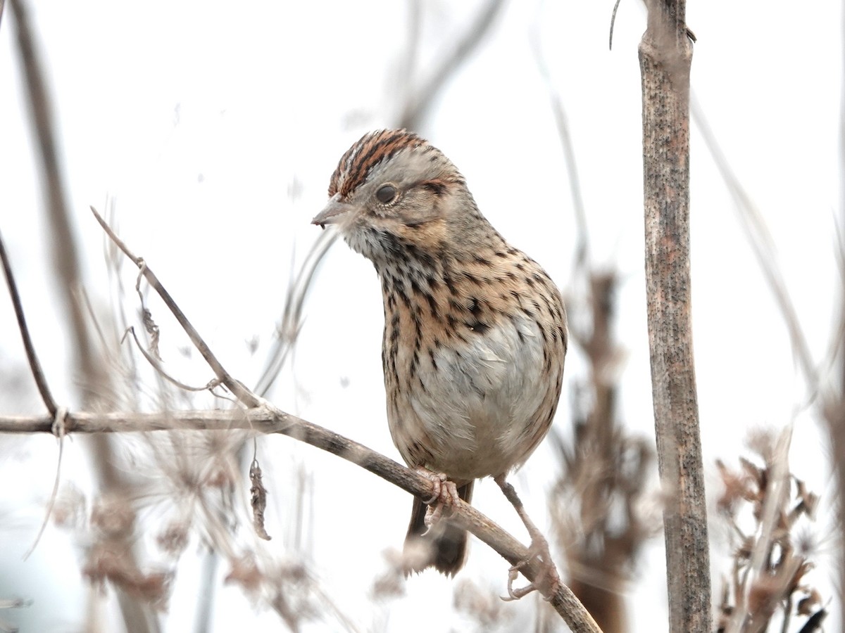 Lincoln's Sparrow - ML647263376
