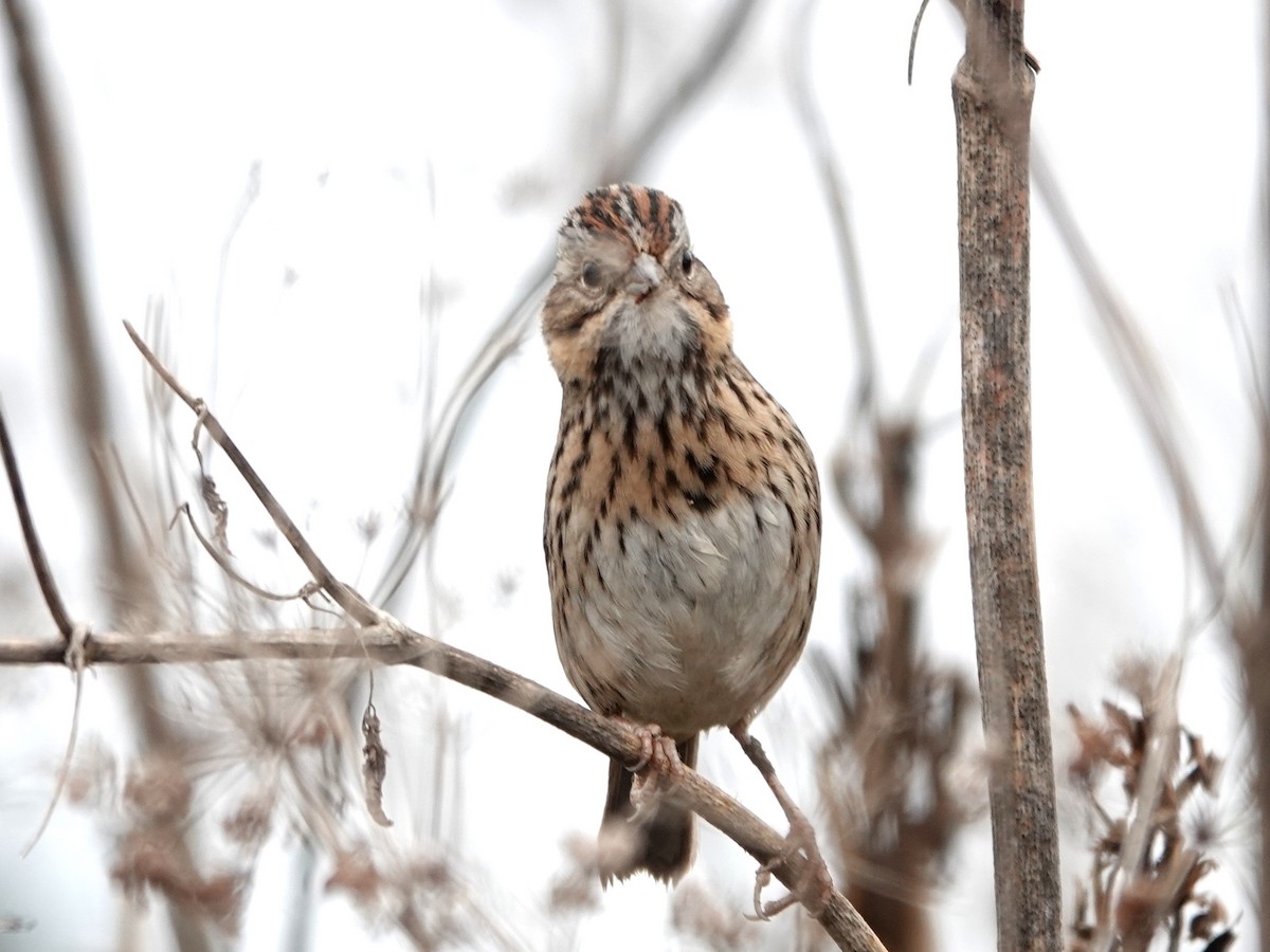 Lincoln's Sparrow - ML647263385