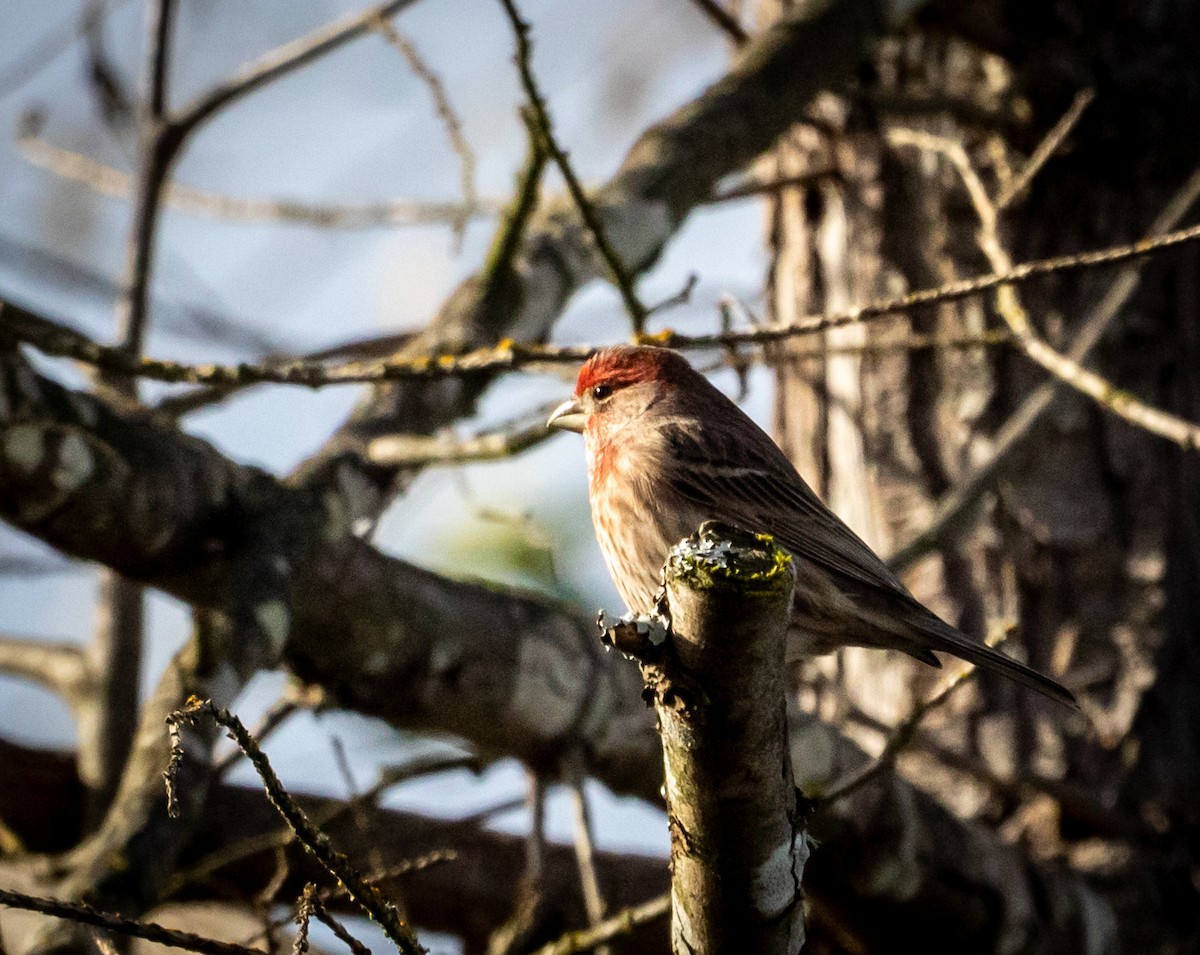 House Finch - ML647263386