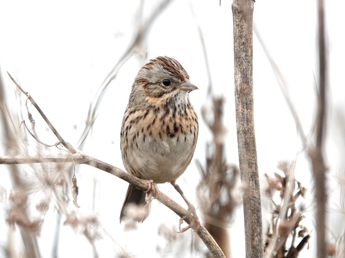 Lincoln's Sparrow - ML647263388