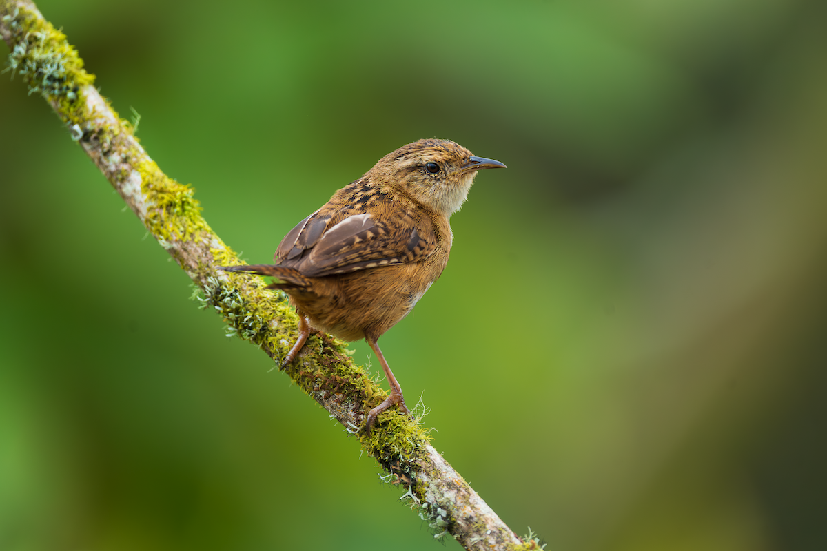Grass Wren - ML647263395