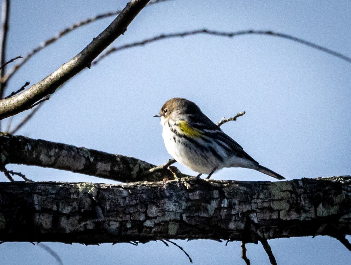 Yellow-rumped Warbler - ML647263398