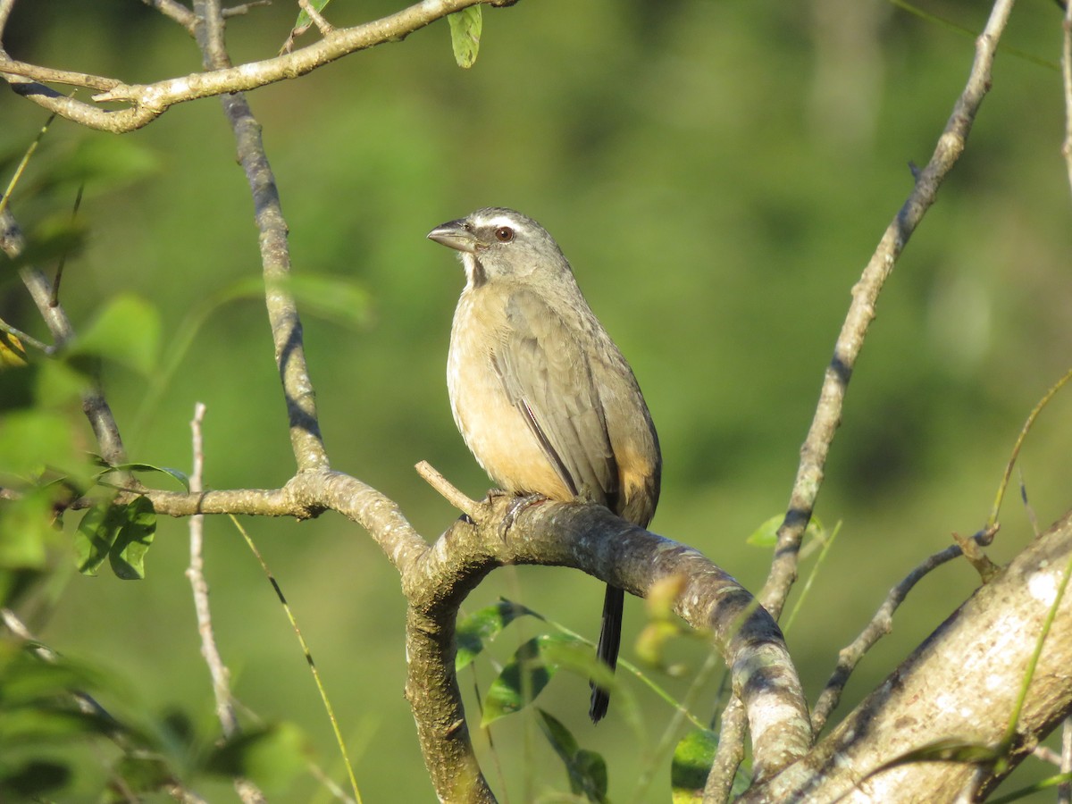 Kuzeyli Kurşuni Saltator - ML647263403