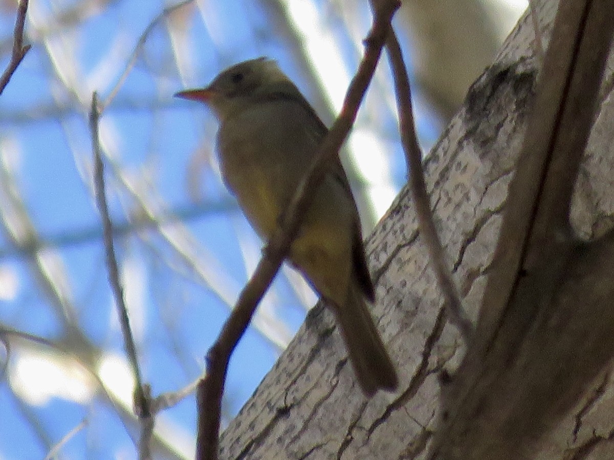 Greater Pewee - ML647263404