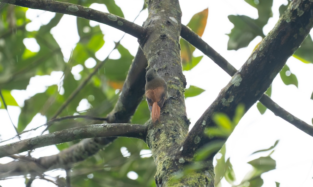 Olivaceous Woodcreeper - ML647263411