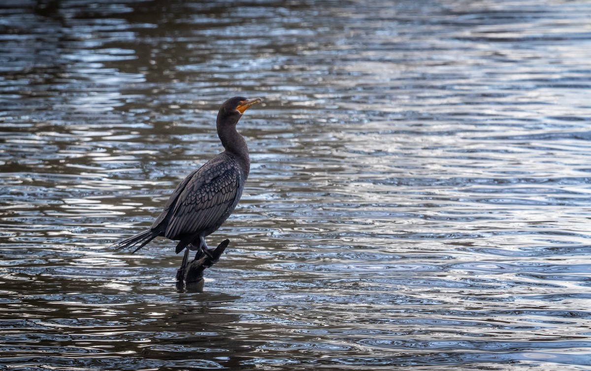 Double-crested Cormorant - ML647263415