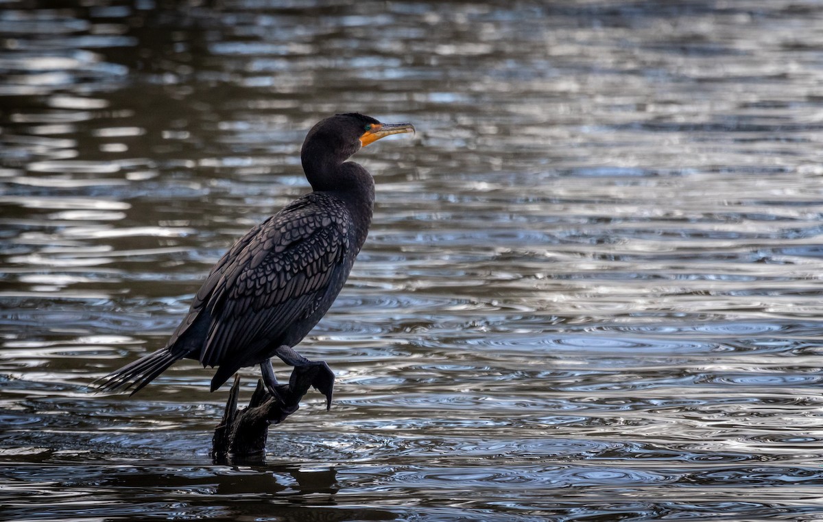 Double-crested Cormorant - ML647263416