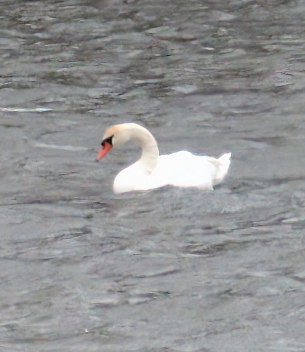 Mute Swan - ML647263417