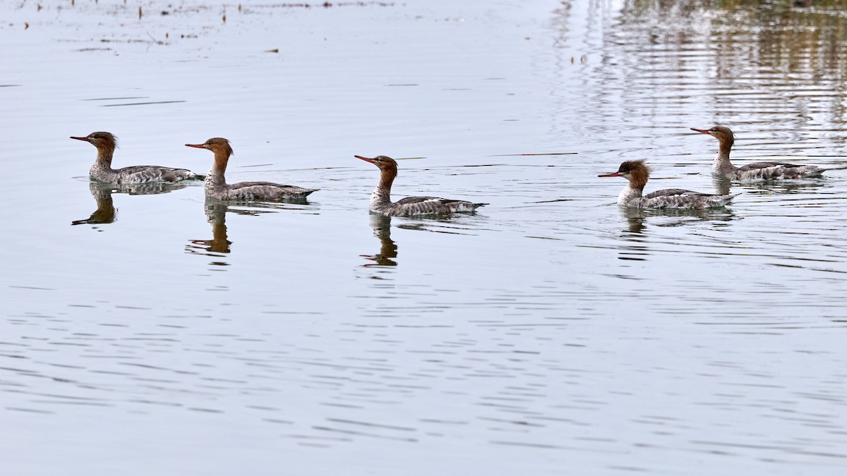 Serreta Mediana - ML647263421