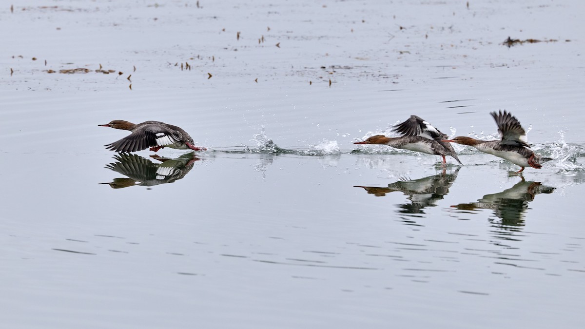 Serreta Mediana - ML647263422