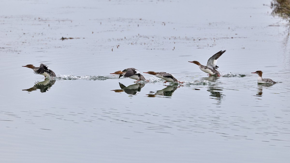 Serreta Mediana - ML647263423