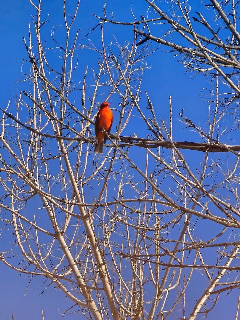 Vermilion Flycatcher - ML647263425