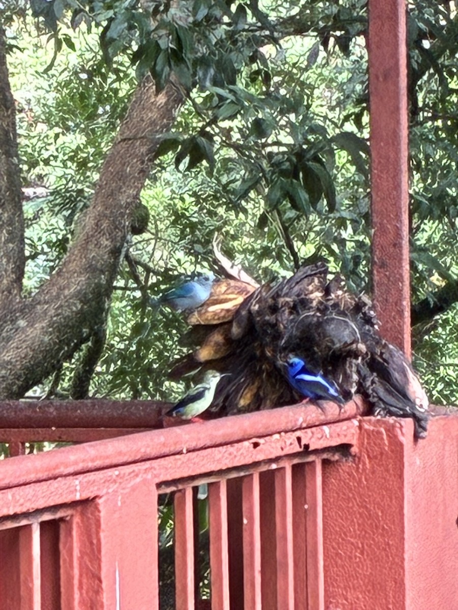 Red-legged Honeycreeper - ML647263432