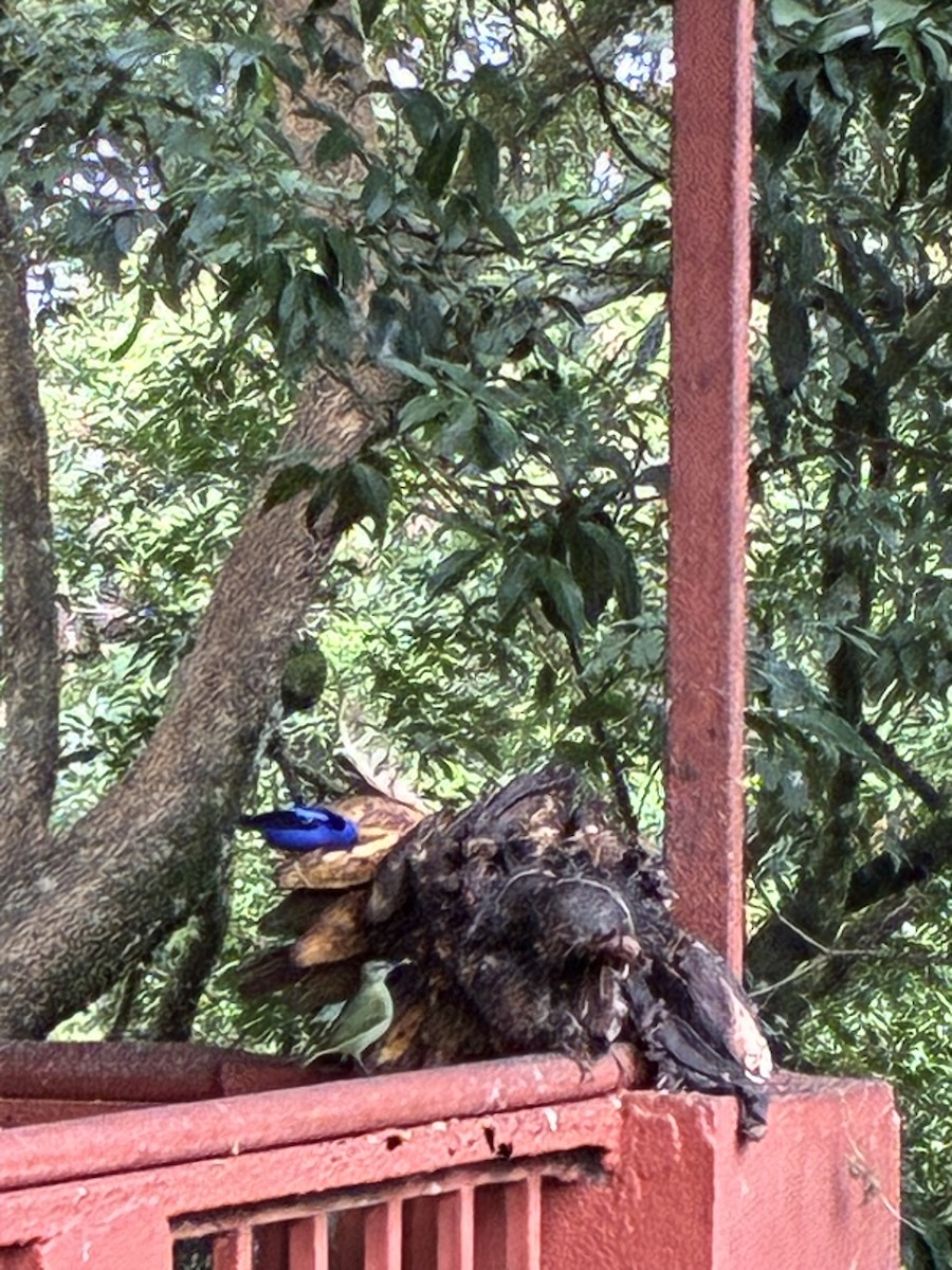 Red-legged Honeycreeper - ML647263436