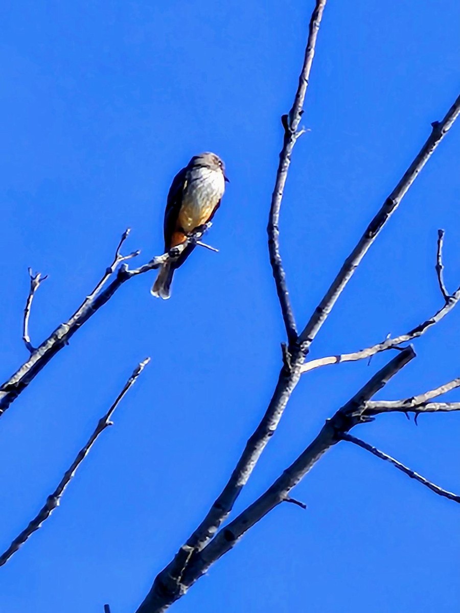 Vermilion Flycatcher - ML647263437