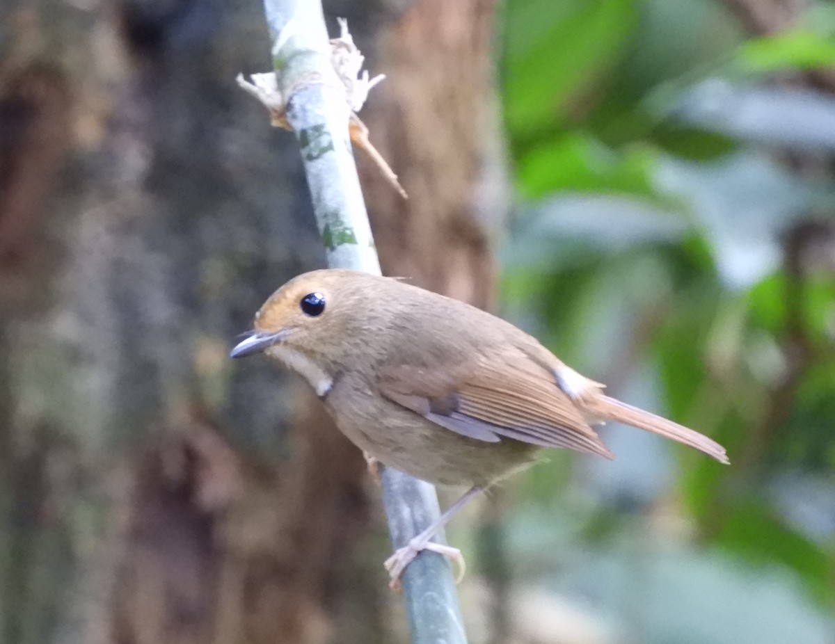 kanelfluesnapper - ML647263454