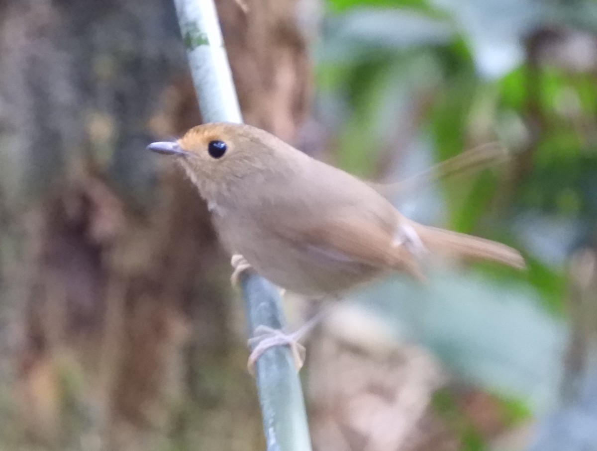 kanelfluesnapper - ML647263457