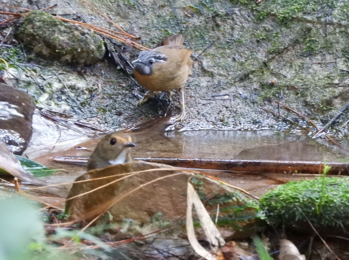 kanelfluesnapper - ML647263459