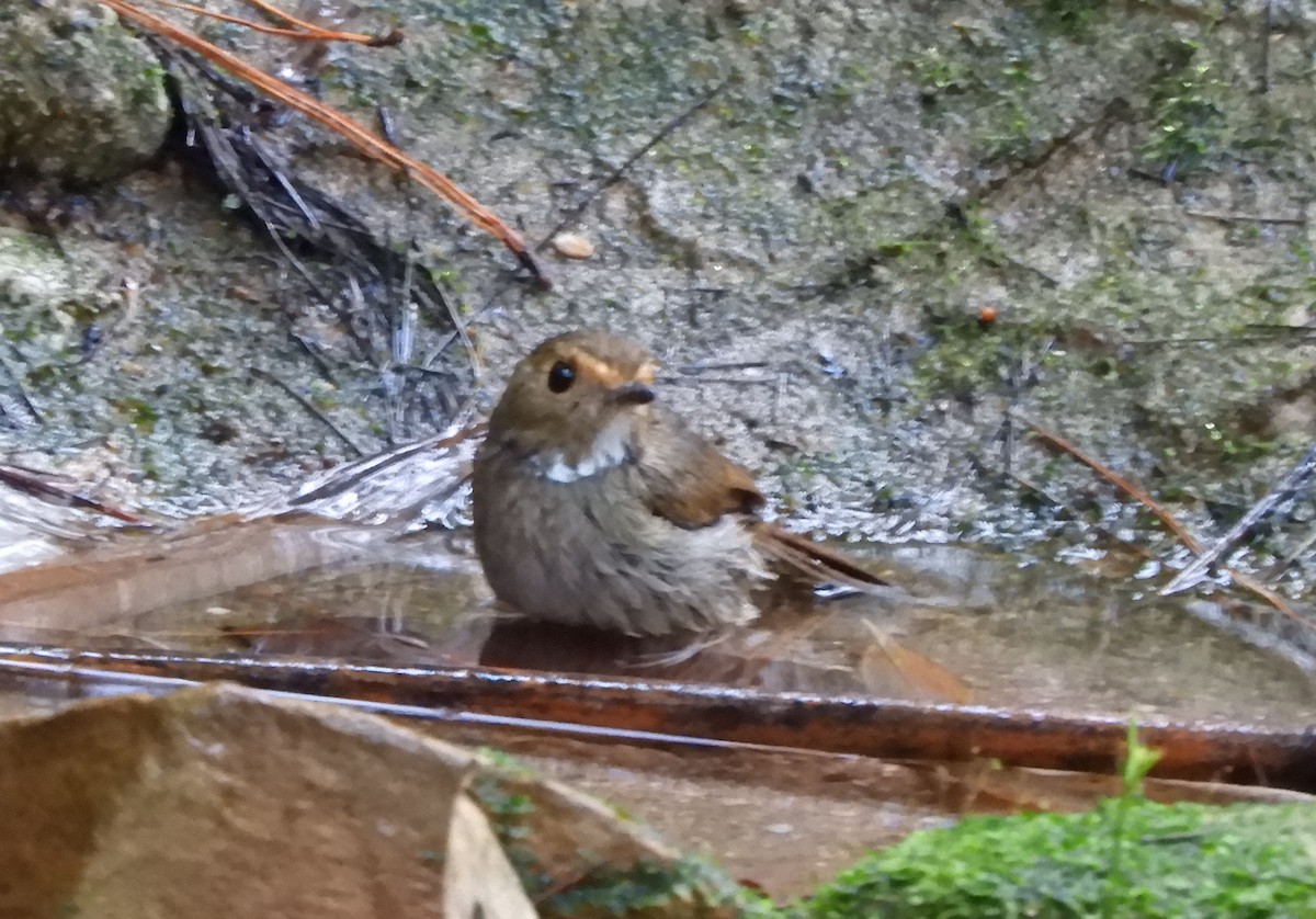 kanelfluesnapper - ML647263463