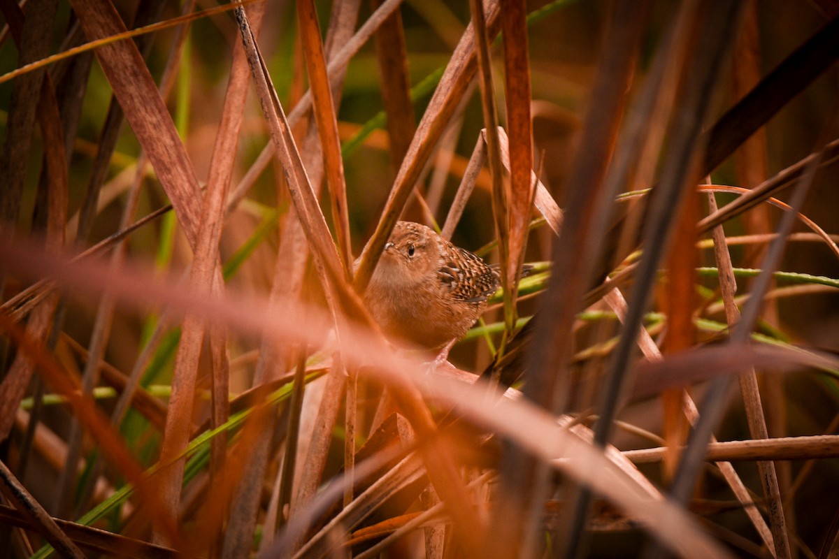 Sedge Wren - ML647263464
