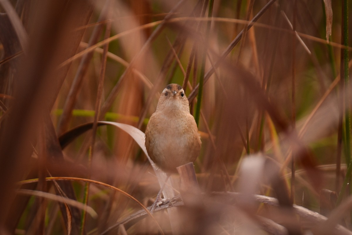 Marsh Wren - ML647263471