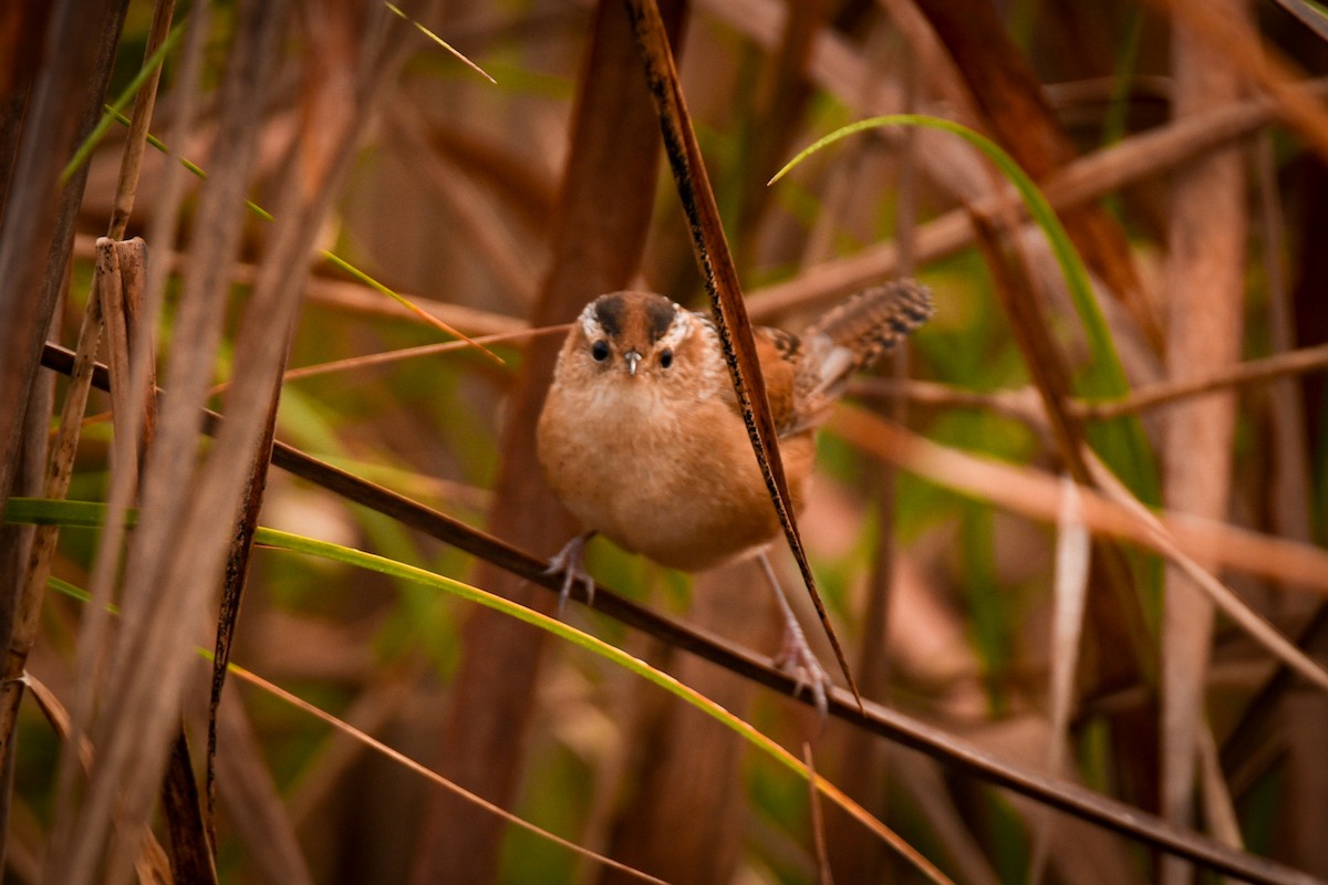 Marsh Wren - ML647263472