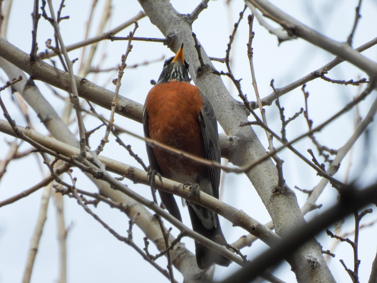 American Robin - ML647263478